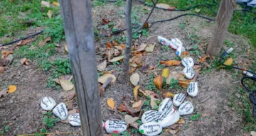 Leben ist Begegnung
Was Begegnung für die einzelnen Religionsgemeinschaften bedeutet.
Beschriftet Steine beim Baum der Religionen im Grazer Volksgarten.