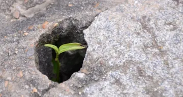 Gedankenstrich Jänner 2026