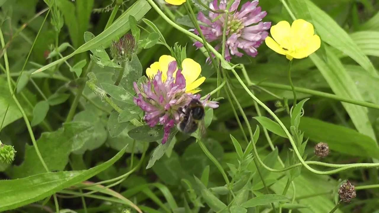 Herzlich tut mich erfreuen die liebe Sommerzeit - Johann-Walter-Kantorei Kahla/Thür.