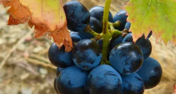Johannes 15 neu gelesen: Das Gleichnis vom Weinstock und den Reben – als Leitlinie für eine missionale Kirche.