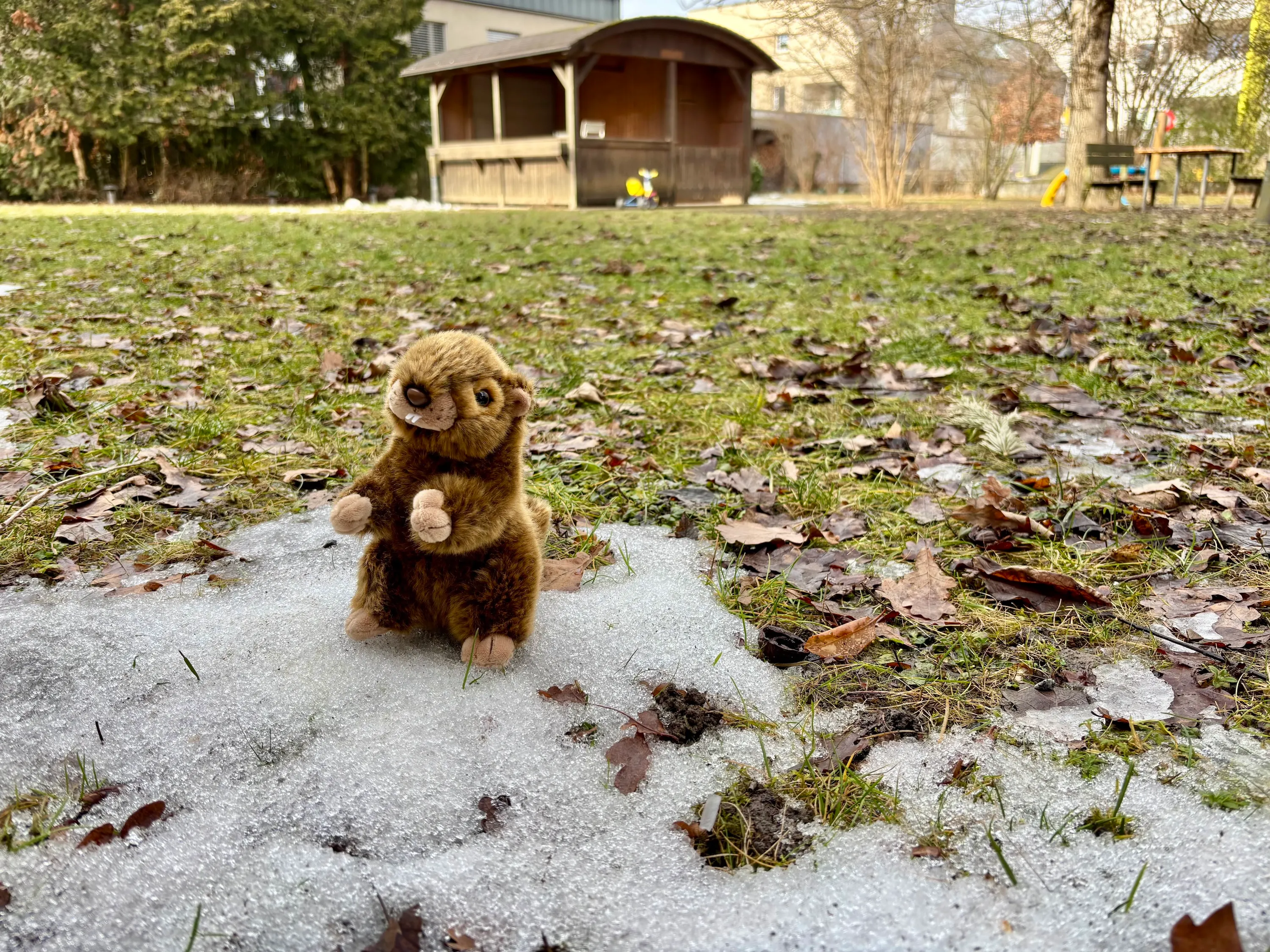 Magnus Murmeltier im Garten der EmK Linz